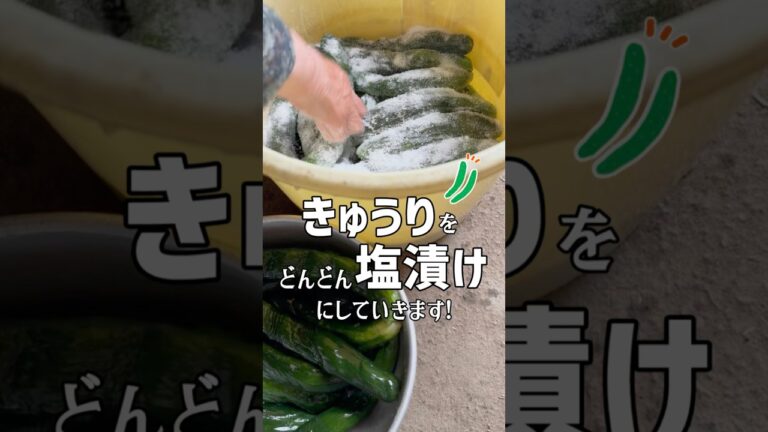 きゅうりをどんどん塩漬けにしていくばあちゃん #shorts