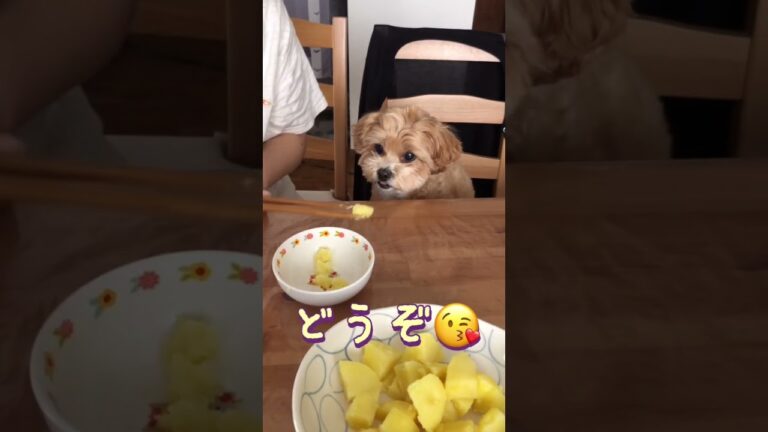 じゃがいも食べる犬の動画😁その1