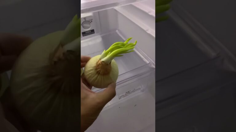 ずっと冷蔵庫に放置してた玉ねぎ