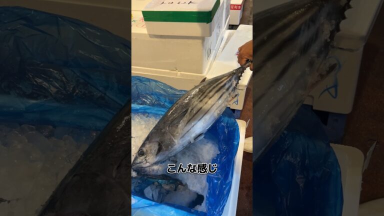 宮城 の かつお！ おろしてみます！