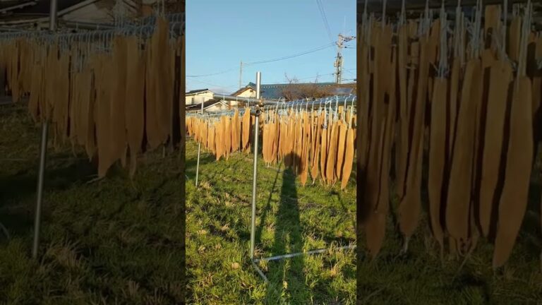 【あじすの寒漬】★寒漬作り★夕日に揺れる寒干し大根 ☆彡