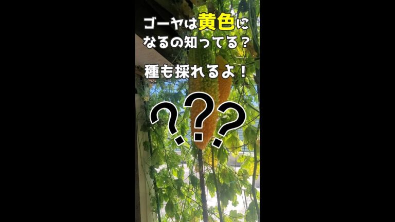 【ゴーヤの不思議】黄色になると種が採れるよ　#ジャックラッセルテリア🐶 #shorts