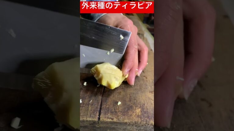 温泉街に生息する外来種ティラピアを食ってみました！ #外来種 #アウトドア #ティラピア