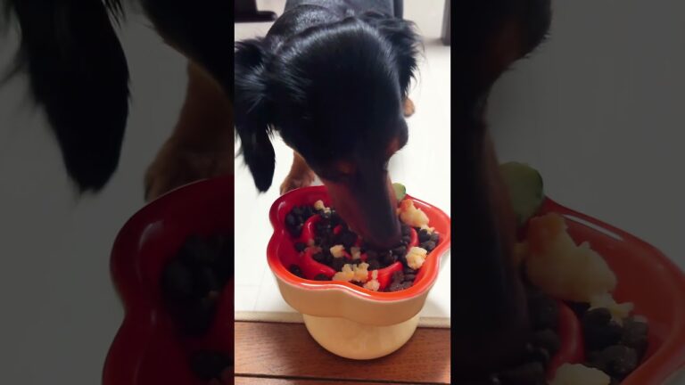 犬用のポテトサラダ作ってみたよ🥗ミニチュアダックス#カニヘンダックスフンド#ポテトサラダ#料理#癒し#可愛い