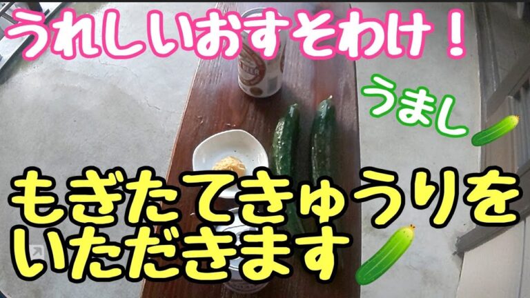 最高！【きゅうり】もぎたてを味噌でいただきます🙏