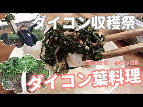 【家庭菜園】「ダイコン収穫&大根の葉レシピ」洗って切って炒めるだけ！15分で出来ちゃう、絶品料理♫
