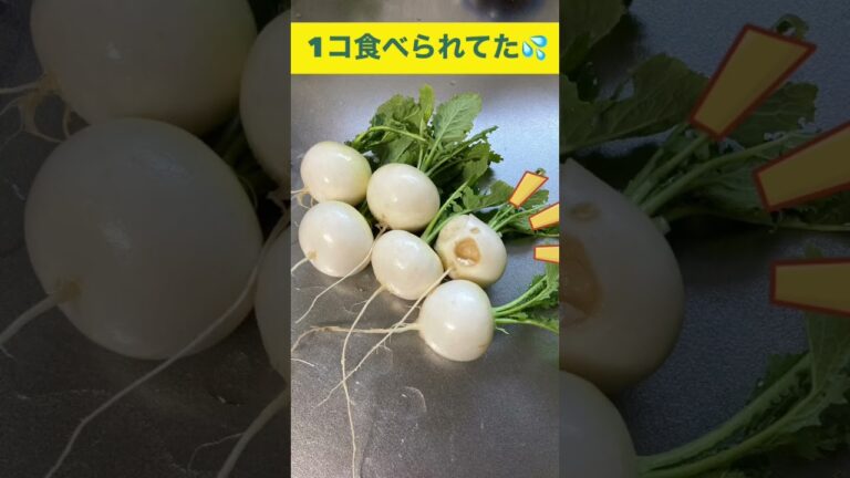 かぶ丸ごとスープ#野菜 #自然農