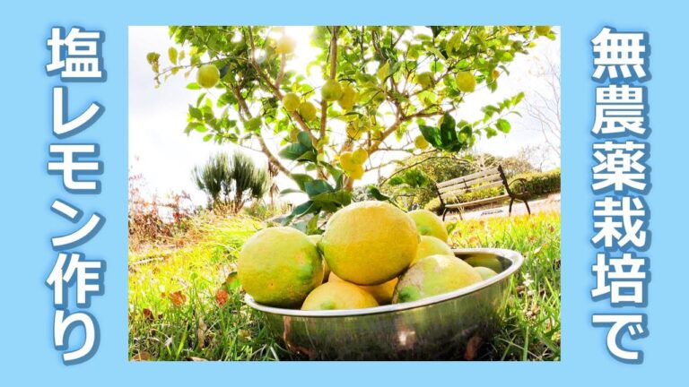 【庭先で実ったレモンを使って 】塩レモンを作ってみた