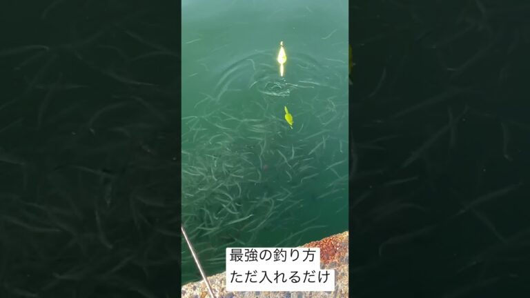 最強の釣り方　#shorts  #つり　#アジング　#つりチャンネル