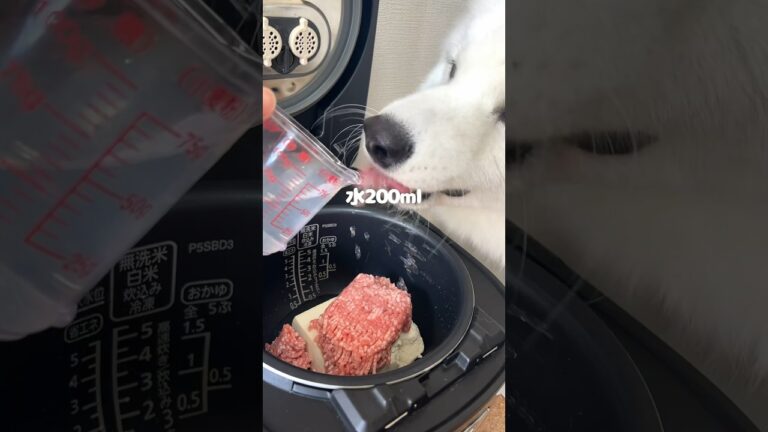 炊飯器で愛犬用の肉豆腐つくったら爆食してくれました！！ #サモエド #大型犬 #炊飯器レシピ