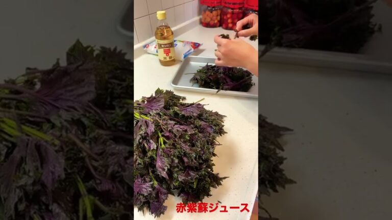 赤紫蘇ジュース作り中