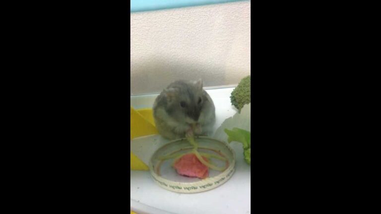 ハムくん、熊出没注意ラーメンを食べる