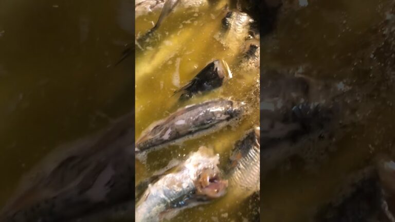 釣ったいわしでオイルサーディンを作ってみている