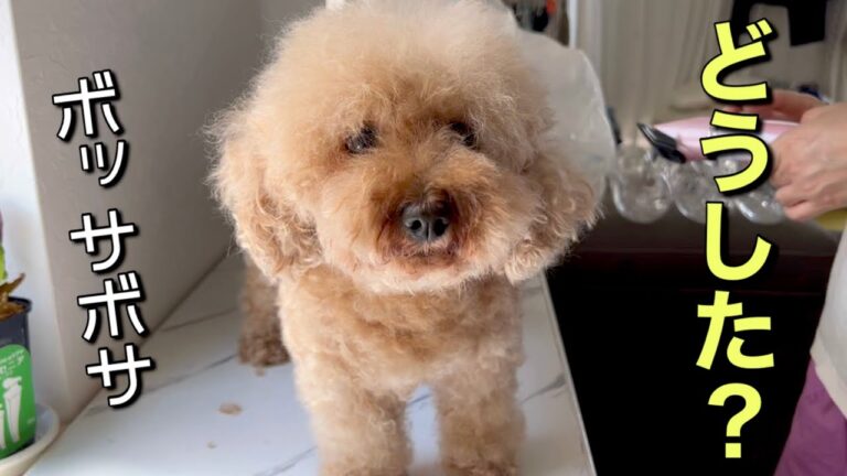 ボサボサになりすぎて二頭身になってしまいました笑