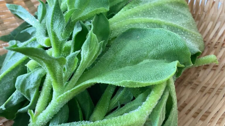 アイスプラント〈野菜の食べ方＆調理方法〉by食育マルシェおうち便