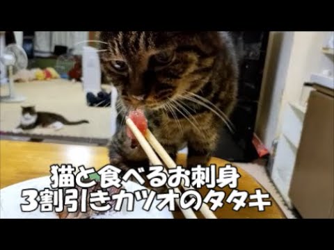 猫と食べるお刺身、３割引きカツオのタタキ