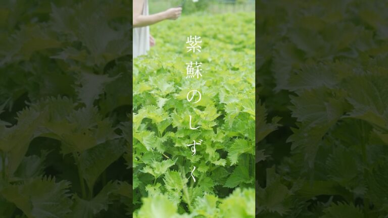 ととのいの雫、紫蘇ジュース