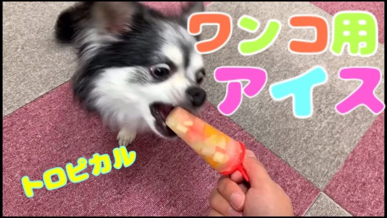 ワンコ用アイスキャンデー作ってみた My dog love Popsicle♡