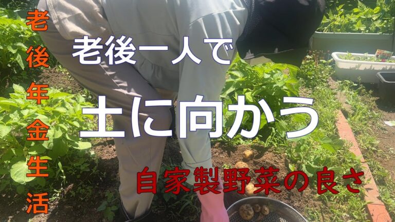 初めて良かった家庭菜園、自家製野菜、沢山収穫出来ました!!大満足。