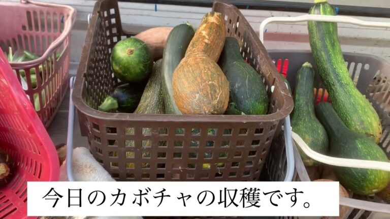 ＜田舎暮らし＞今日、畑のかぼちゃのつるが、いろいろなところにはっていたので、きれいに、刈り取ったら、なんとかぼちゃが、３０個以上収獲できてしまいました。どうしたものやら・・・・