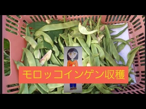 【秋の畑】モロッコインゲンの収穫