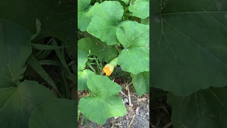 昨年のこぼれ種から発芽しカボチャ🎃は　バターナッツ🥜でした😊