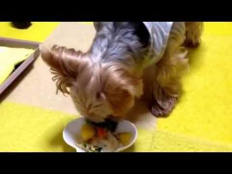 ヤギミルクシチュー　手作りわんごはん