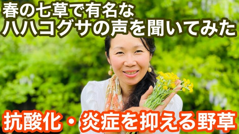 【野草の知恵】腸内のお掃除に大活躍してくれる今が花盛りの母子草