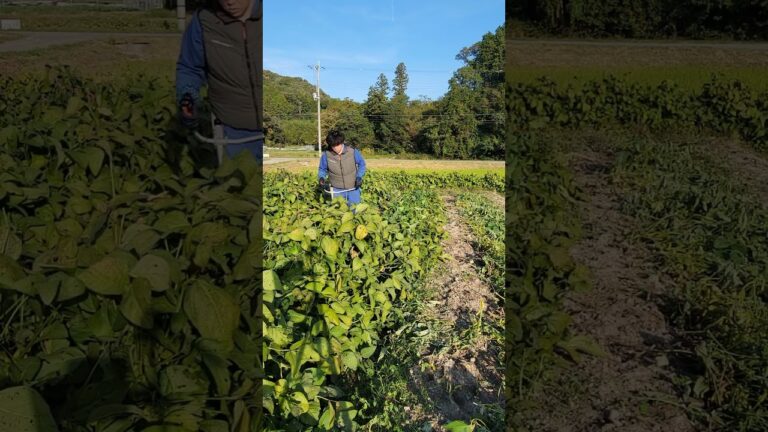 10/18丹波黒枝豆の収穫#丹波黒枝豆#収穫#丹波黒大豆#刈払機#共立#SRE2230