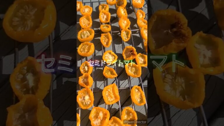 完成セミドライミニトマト。意外と簡単。旨味凝縮、感動の美味しさ。#ドライトマト#セミドライトマト#田舎暮らし