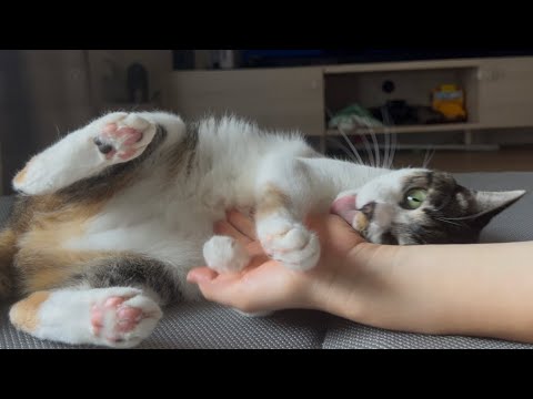 モフモフのみたらし団子猫
