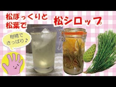 【松シロップ　〜松ぼっくりと松葉で】松パワーでデトックス！pine cones &  pine needles syrup