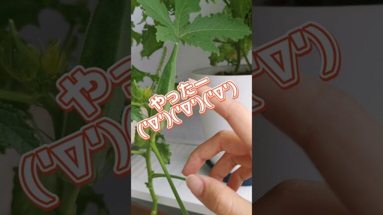 【40秒料理日記】そこらへんに育ってたオクラと大葉でてんぷらした記録('∇')【おうちごはんvlog】#shorts