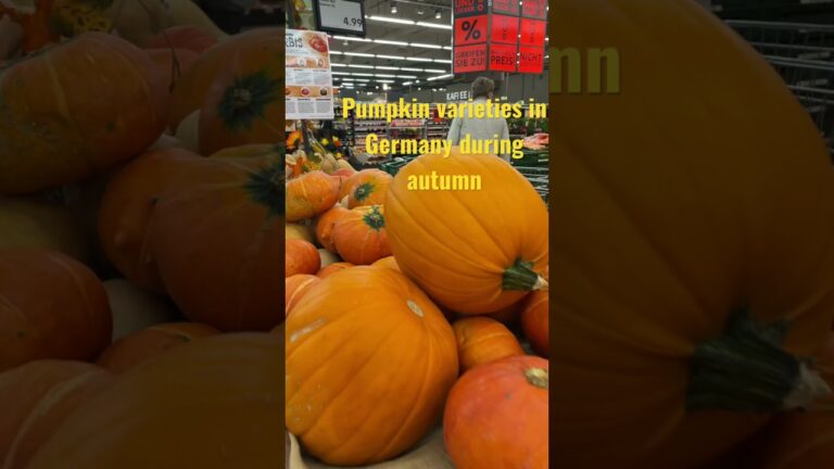 Pumpkin varieties in Germany during autumn