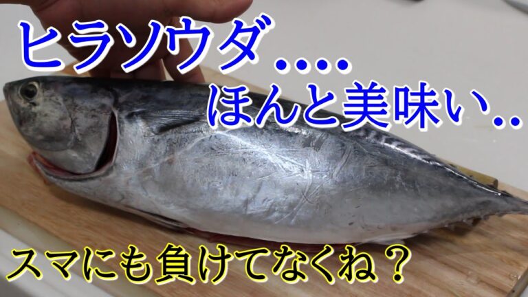 ソウダガツオのさばき方と、ヒラソウダ、マルソウダの見分け方。～刺身、タタキ、竜田揚げ～