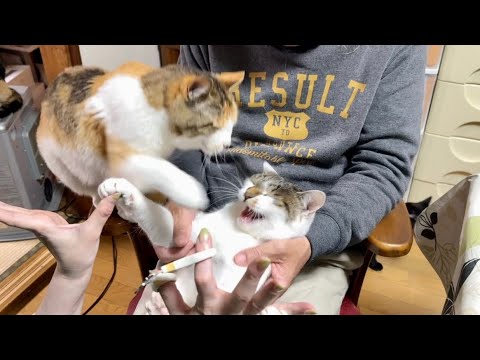 猫の爪切り。アングル変えたら色々あって面白かった
