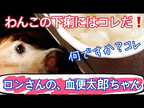 大型犬ごはん動画　☆お腹痛い時のロンご飯☆
