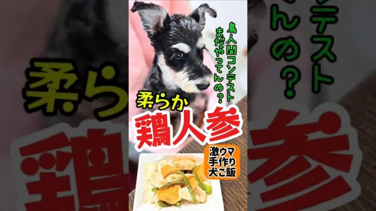 柔らか鶏人参！めんま本日の激ウマ手作り犬ごはん【ミニチュアシュナウザー】#めんまのへや#わんこごはん#犬のいる生活 #しゃべる犬 #シュナウザー #料理
