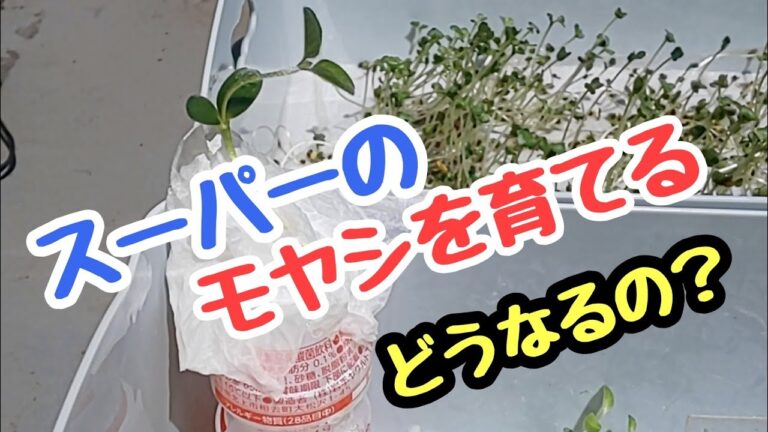 スーパーのモヤシから 豆腐に