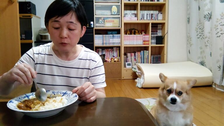 今日のご飯「S&Bご褒美フレンチのチキンカレー」【ちょび】【コーギー×ペキニーズ】