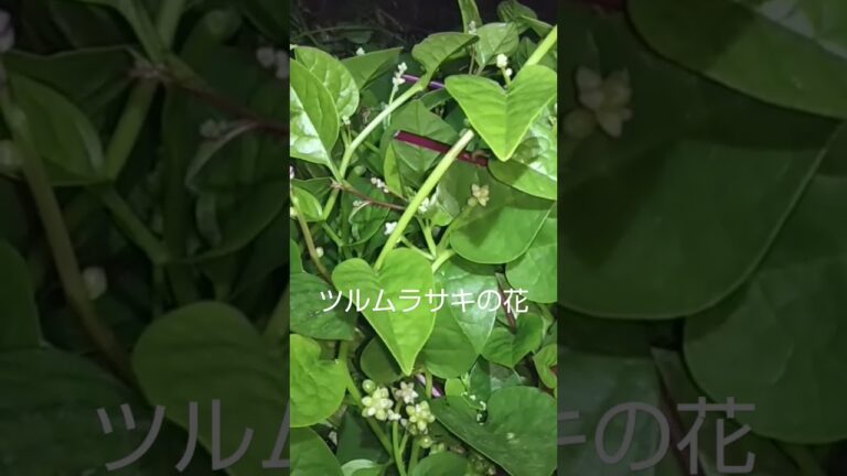 ツルムラサキの花Tsurumurasaki flower