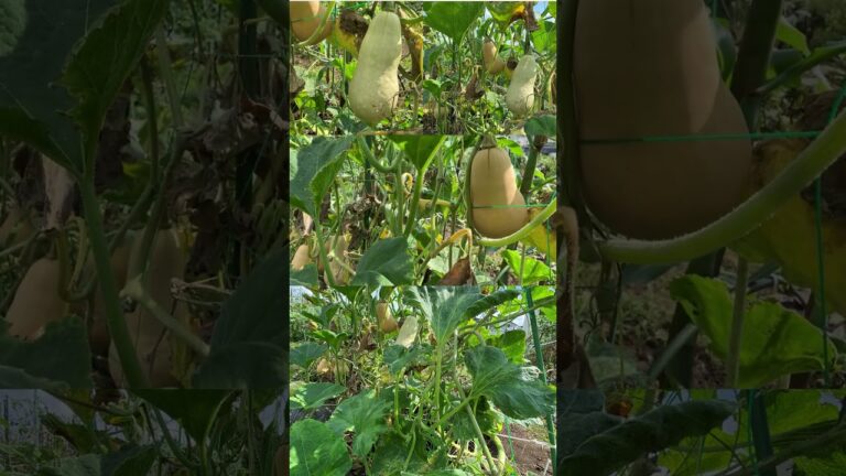 9月上旬の家庭菜園 まもなく収穫期、コーンポタージュにすると美味しいバターナッツかぼちゃ