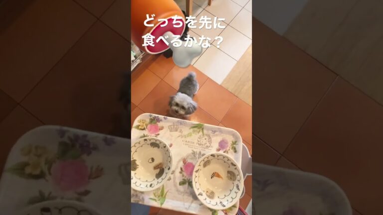 ささみと鶏レバー、犬が好きなのはどっち？