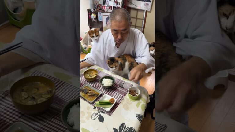 住職の朝ごはん。鯖のしぐれ煮 冷やしトマト きゅうり ごはんと味噌汁