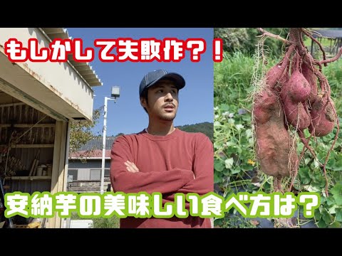 【安納芋熟成】これが旨い食べ方！！のはずが・・