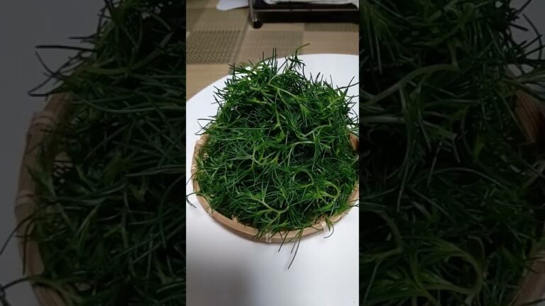 オカヒジキを大量にもらいました❗️天ぷらやごま和えにすると美味しいらしいです‼️初めて見ました☺️