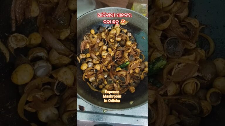 Bada chatu #wild round mashroom 🍄🍄 #shorts #short #mashroom @gouridurkavlog