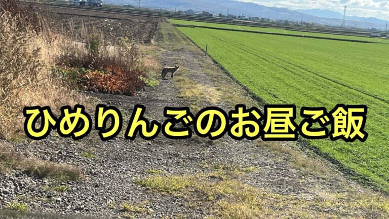 ひめりんごのお昼ご飯