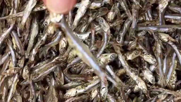 焼きイワシ カリカリです。　やみつきになる美味い　父の日ギフトにどうぞ