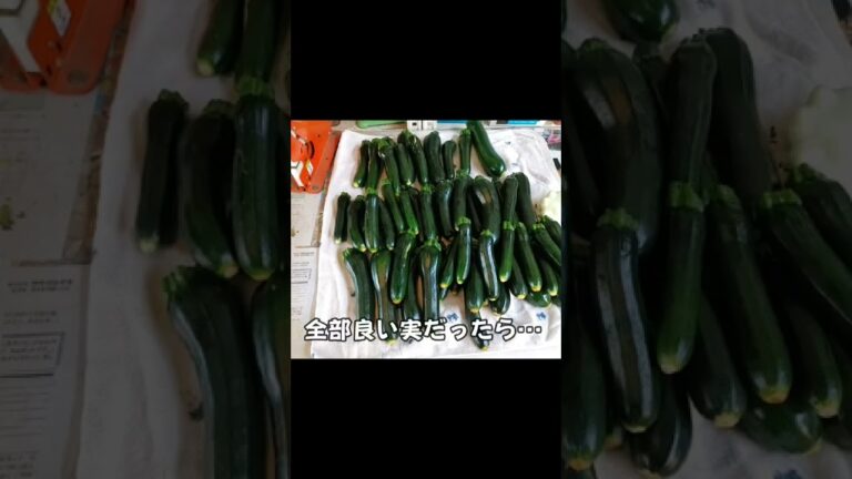 奇跡かズッキーニ#shorts